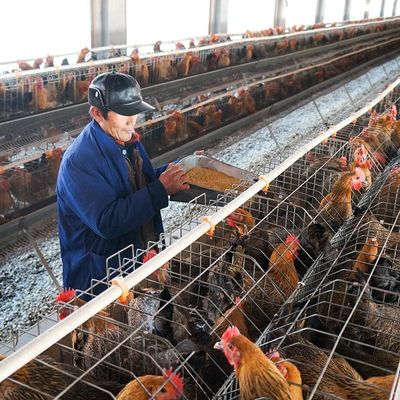 Grande pallina del pollame di capacità che rende a pollo del coniglio della macchina 5mm